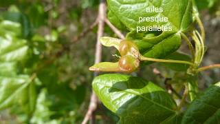 Lérable de Montpellier un arbre méditerranéen [upl. by Cavanagh]