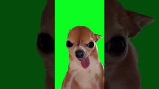 Cachorro Engraçado com a Língua de Fora Meme em Green Screen [upl. by Worthy396]