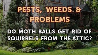 Do Moth Balls Get Rid of Squirrels From the Attic [upl. by Spracklen]