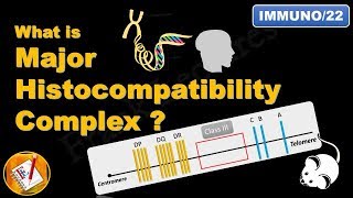 Major Histocompatibility Complex MHC FLImmuno22 [upl. by Atem330]