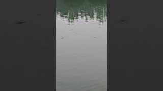 Is Tarah ka Lakshan Ammonia Nahin Hai shortsvideo fishing freshwaterfish [upl. by Mirth203]