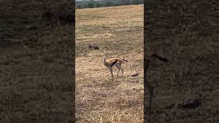 Rare Sighting Gazelle Giving Birth in the Wild 🦌 africanwildlife [upl. by Chuck]