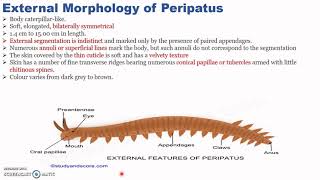 Peripatus Part I By Dr Sunita Shekhawat 1 [upl. by Ahtis]