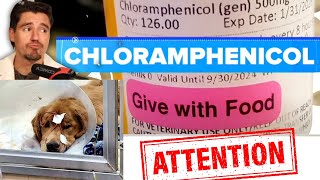 Chloramphenicol and the Mysterious Respiratory Illness in Dogs [upl. by Aivlys]