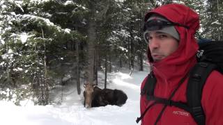 Observation de lorignal dans le parc de la Gaspésie [upl. by Quillon59]