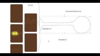 Crashkurs Mikrobiologie  Exkurs 1 zu Zygomycota Glomeromycota [upl. by Corvin]