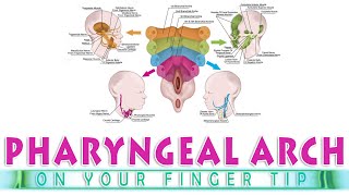 MNEMONICS 1st PHARYNGEAL ARCH MANDIBULAR ARCH MNEMONICS  EMBRYOLOGY  ANATOMY TICKS [upl. by Risa]