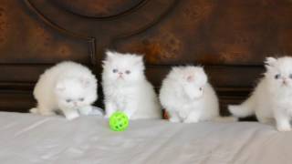 Blue Eyed White Persian Kittens 5 weeks old [upl. by Tiersten]