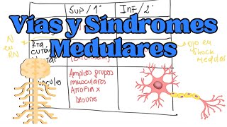 VÍAS NERVIOSAS y SÍNDROMES MEDULARES Información Esencial [upl. by Ahseya740]