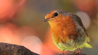 Peaceful Relaxing Instrumental music Meditation Calm Music quotMeadow Birdsquot by Tim Janis [upl. by Marcile]