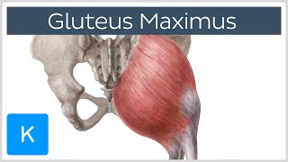 Gluteus Maximus Muscle  Function Origin amp Insertion  Human Anatomy  Kenhub [upl. by Eenitsed]