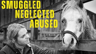 26 HORSES RESCUED BY WORLD HORSE WELFARE [upl. by Nollat]