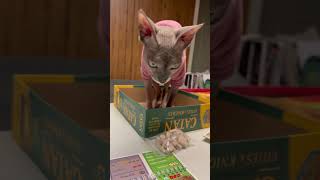 Why do cats love Catan boxes so much catan hairlesscats catsinboxes [upl. by Maia]