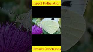 Insect Pollination botany biology trending science [upl. by Meehar]