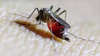 How Mosquitoes Eating Your Blood [upl. by Eelame768]