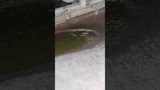 car coolant leakage mechancial coolant leakage newcar [upl. by Putnem]