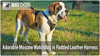 Adorable Moscow Watchdog wears Comfy Harness with Padding [upl. by Godspeed]