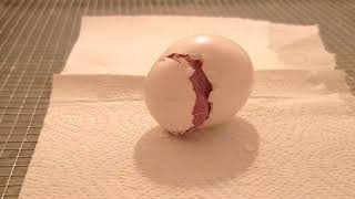 Hatching of a Huge Green wing Macaw Baby  Hatchday [upl. by Dominick]