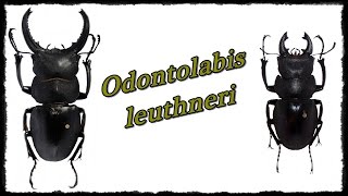 Odontolabis leuthneri  Präparation  Mounting [upl. by Nimar]