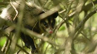 Saruê ou Gambádeorelhapreta Didelphis aurita [upl. by Monda]