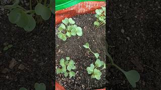 Thinning of Radish seedlings alggardening youtubeshorts [upl. by Leahcimauhsoj]