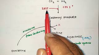 UREA CYCLE TRICKS  BIOCHEMISTRY  PROTEIN METABOLISM  PHARMACIST EXAM  ESIC  GPAT  NIPER  MBBS [upl. by Alaric690]