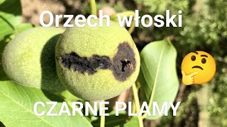 Czarne plamy na orzechu włoskim Czym są [upl. by Brocky]