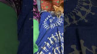 Hide amp seek cats chuppa chuppi catlover music cute funny [upl. by Accire]