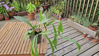 Platycerium bifurcatum  Staghorn fern August 2024 [upl. by Lexis]