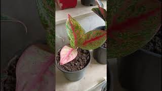 Beautiful house plants balconygarden flowerplant ytshorts viralshort terracegarden [upl. by Mars]