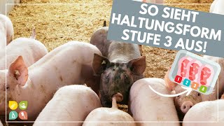 Glori goes Tierwohl  Die Haltungsform hinter dem Fleischlabel  Stufe 3  Außenklima [upl. by Pelpel]