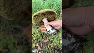 To collect these mushrooms I walked nearly a mile into the forest nature functionalmushrooms [upl. by Gen]