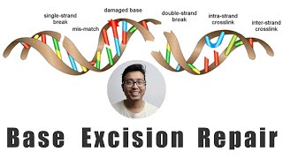 Base excision repair mechanism simplified for medical students [upl. by Clementis]