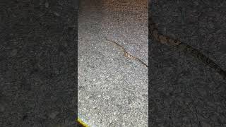 2 RATTLESNAKES in one night reptiles nature animals snake [upl. by Jacy621]