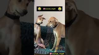 आहोपुण्यामध्ये साड्यांचा सेल लागलाय🤣😂😀😅 shots viral comedy karamativlog funnyanimals funny [upl. by Quickel8]