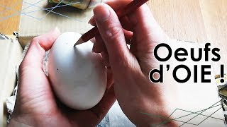 UNBOXING  OEUFS dOIE pour INCUBATION ARTIFICIELLE [upl. by Topping]