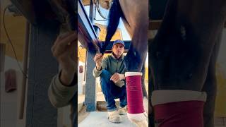 How to tie a horse’s tail for quick release [upl. by Plantagenet]