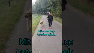 OrientierungsTraining mit Broholmer Ary broholmer hundetraining [upl. by Nylrebma426]