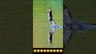 When the frog is busy catching the grasshopper😲 frog funny animals [upl. by Killoran327]