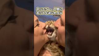 ネッコの動画見てニヤけたら負けwww 猫 猫動画 猫のいる暮らし ねこ ペット かわいい 2ch動物スレ [upl. by Val]