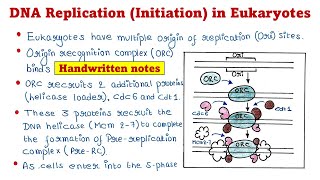 Eukaryotic DNA Replication  Initiation [upl. by Ginnie241]