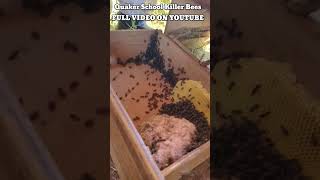 Quaker School Killer Bees killerbee invasivespecies honeybee killerbeeguy [upl. by Ecirtra603]