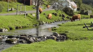 Duirinish Wester Ross freeroaming Highland Cattle beautiful [upl. by Ahsyt33]