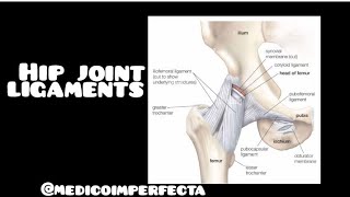 Ligaments of hip joint medical anatomy [upl. by Nador407]