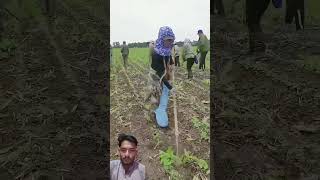 kesfet agriculture automobile satisfying farming jugaad swaraj717 funny jugaadmind short [upl. by Claudius797]