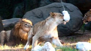 Lions Jump for Zip Line Treats [upl. by Netsreik]