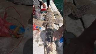 Crocodile 🐊 shortvideo youtubeshorts youtube nature ytshorts [upl. by Relluf]