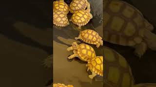 Bringing your baby tortoise home  happytortoises [upl. by Hilda178]