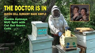 Queen Cell Transplant Split to double Apimaye NUC S8E12 beekeeping [upl. by Airotel]