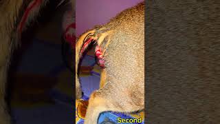 cat giving birth  cat videos for cats to watch 😿🐈‍⬛ shorts cat kitten trending [upl. by Ede]